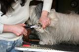 GRIFFES - SKYE TERRIER 067